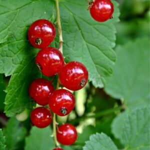 Groseiller sunner pearls red