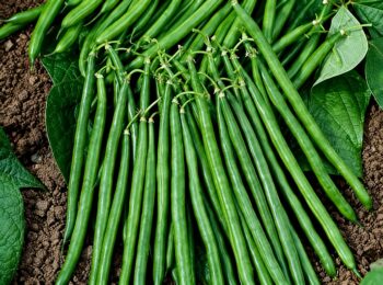 haricot_vert_3