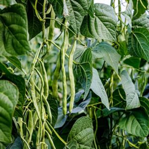 Haricot vert