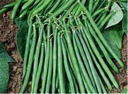 haricot_vert_3