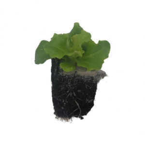 Salade laitue batavia florine