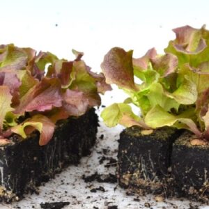 Salade laitue batavia rouge florinred