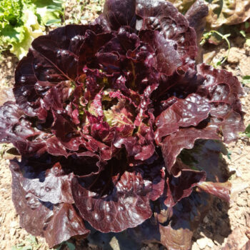 laitue_batavia_rouge_florinred