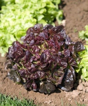 laitue_feuille_de_chene_bellino_2