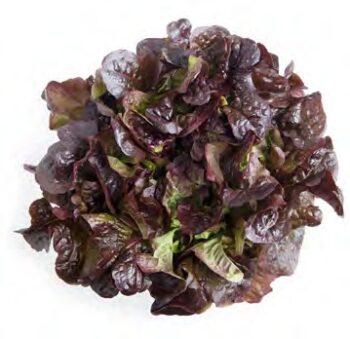 laitue_feuille_de_chene_bellino_3