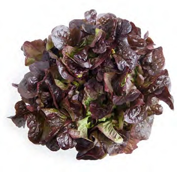 laitue_feuille_de_chene_bellino_3
