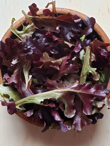 laitue_feuille_de_chene_bellino_4