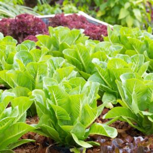 Salade laitue pommé justine