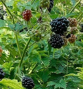 Mûrier Rubus Fruticosus en pot