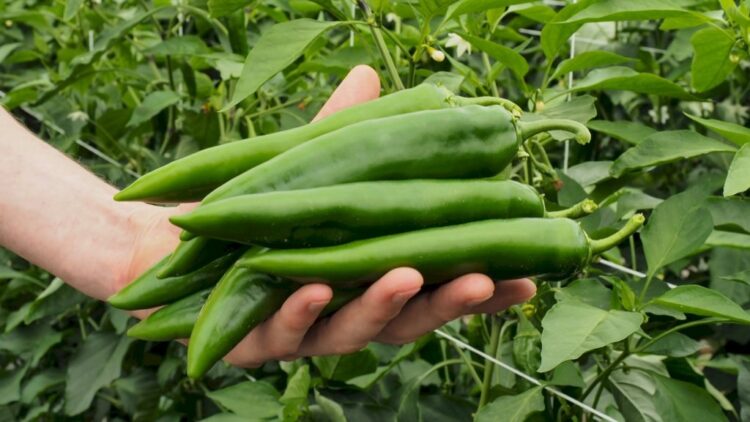 piment_picana_1