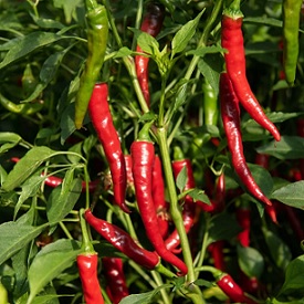 Piment picana