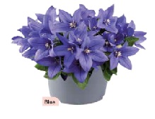 plantycodon_blue