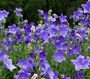 Plantycodon codo blue - campanule