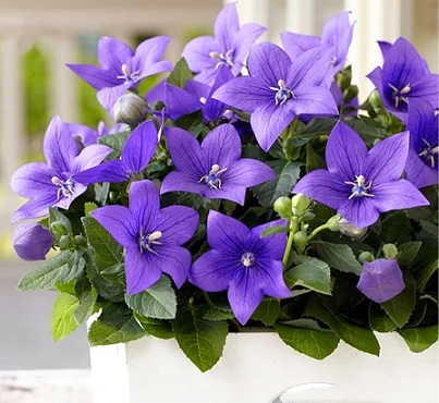 plantycodon_blue_2