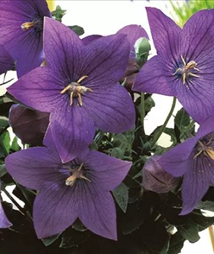 plantycodon_blue_3