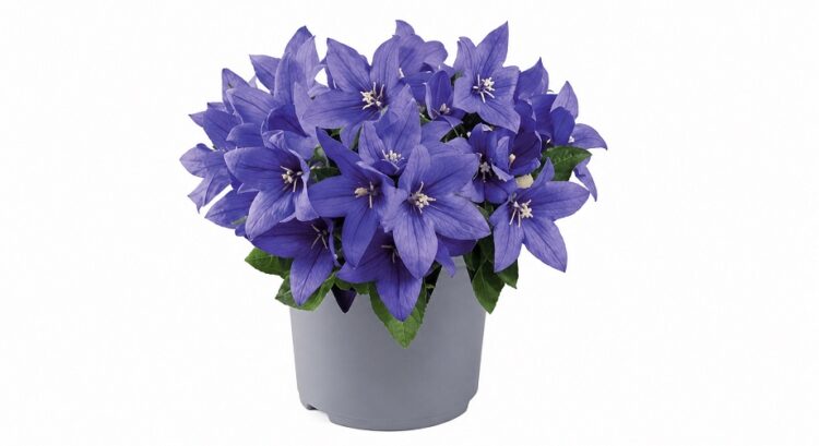 platycodon_blue