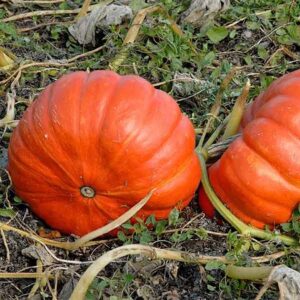 Potiron rouge vif d'étampes