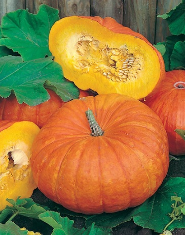 potiron_rouge_vif_d_etampes_3