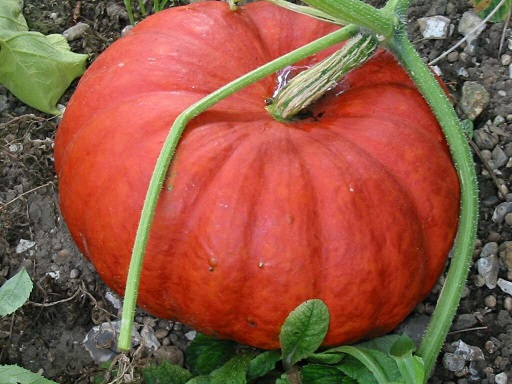 potiron_rouge_vif_d_etampes__2