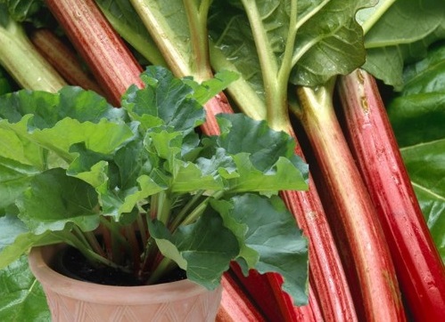 rhubarbe_Rheum_rhabarbarum_Sanvitos_Early