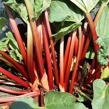 rhubarbe