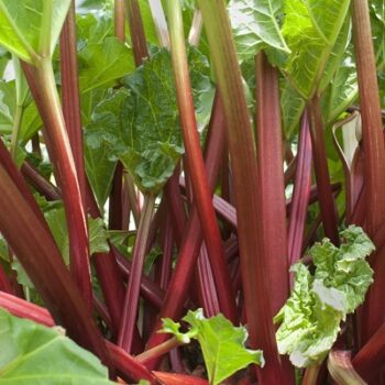rhubarbe_2
