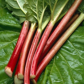 rhubarbe_3