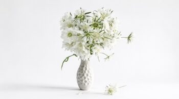 Scabiosa_fama_white_3