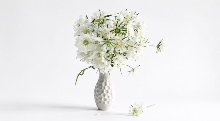 Scabiosa_fama_white_3