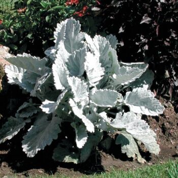 Senecio_bicolor_cirrus_2