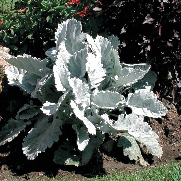 Senecio_bicolor_cirrus_2