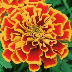 Tagetes patula texana flame
