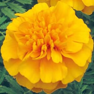 Tagetes patula texana gold
