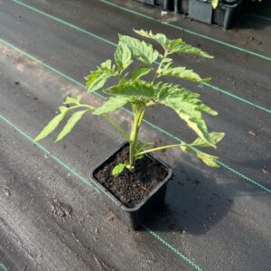 Tomate cerise Harmony