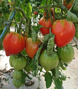 Tomate cœur de bœuf