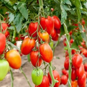 Tomate colibri