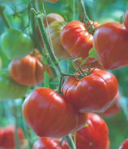 Tomate gourmandia