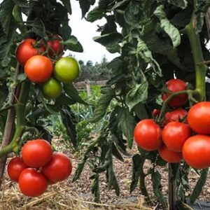 Tomate paoline