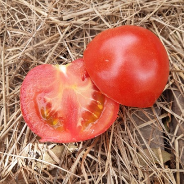 tomate_paoline_3