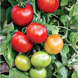 Tomate premio