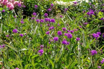 Verbena_rigida_venosa_1