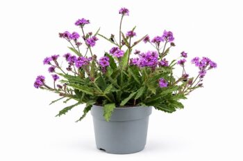 Verbena_rigida_venosa_2