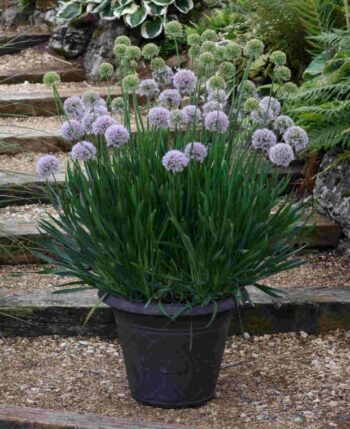 Allium_bubble_bath_2
