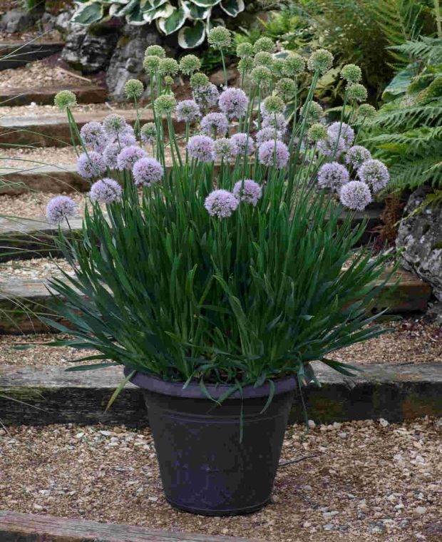 Allium_bubble_bath_2