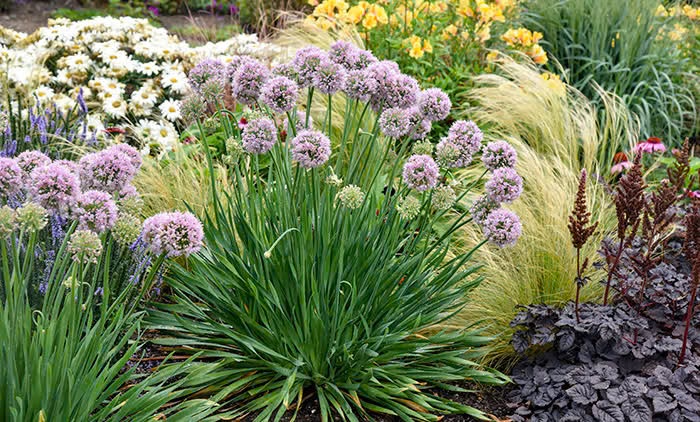 Allium_bubble_bath_3