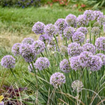 Allium_bubble_bath