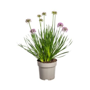 Allium_millenium_1