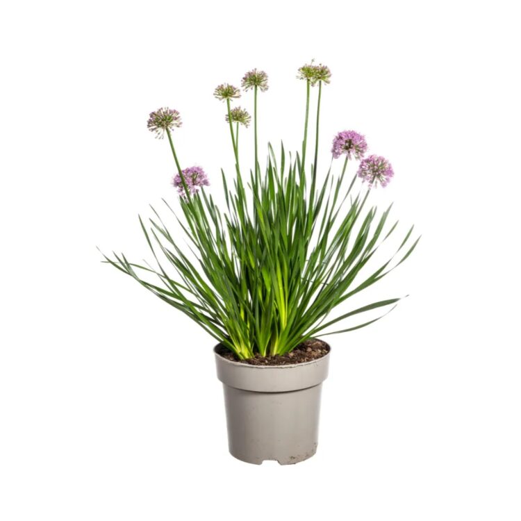 Allium_millenium_1