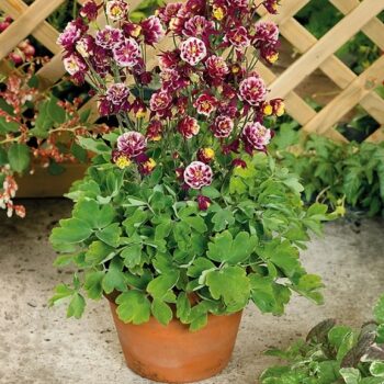 Aquilegia_vulgaris_ancolie_winky_double_rose_white_2