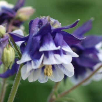 Aquilegia_vulgaris_winky_blue_white_1